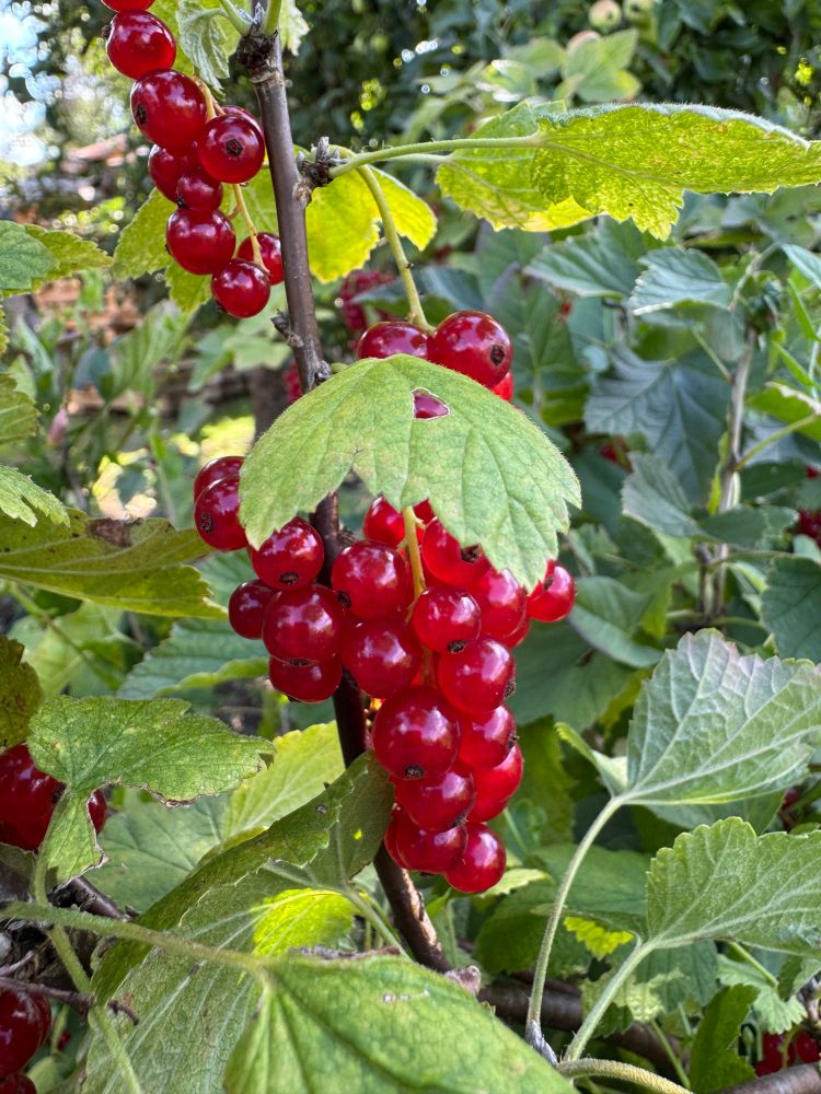 A close up of one of the little bunches, looking like a bunch of mini grapes. 