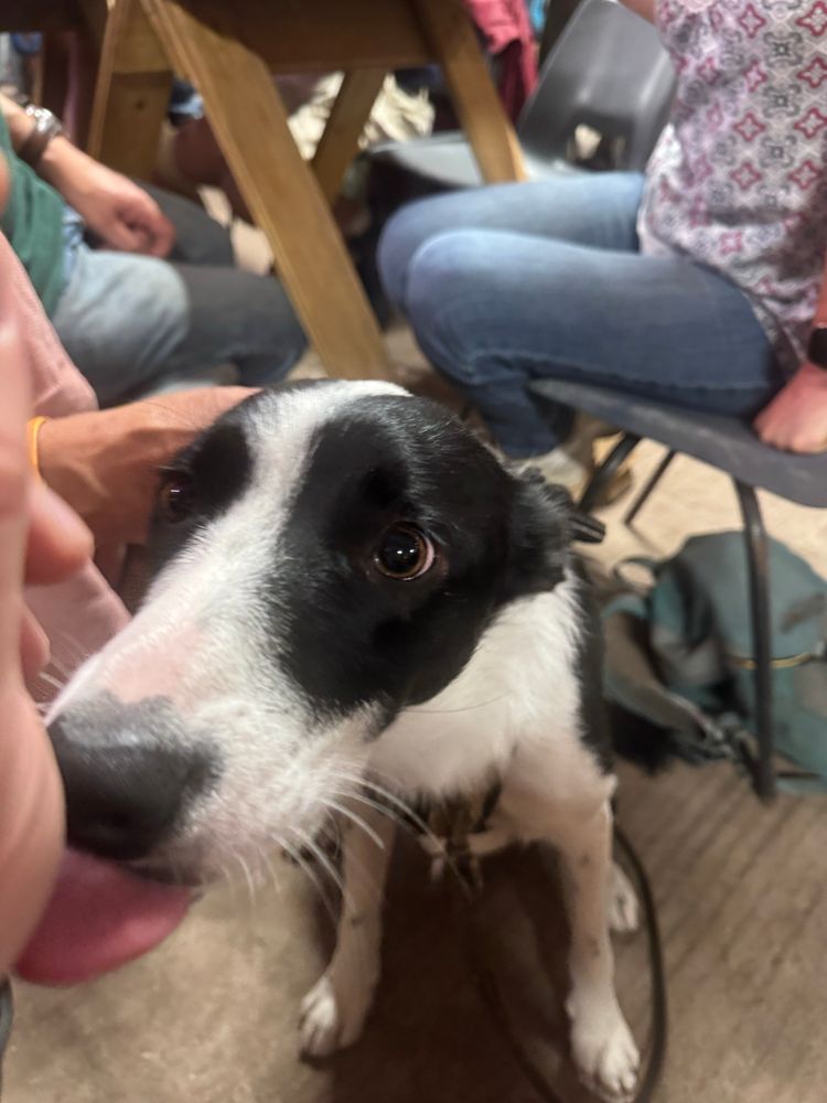 A young border collie licking my hand. 