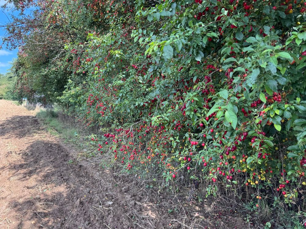 Slightly unripe cherry plums along a tillage field. 