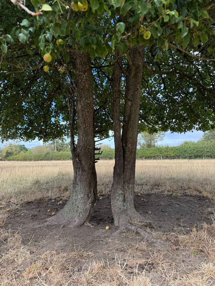The tree of the former pear, split as the core rotted, and I think grew up from the rootstock. 