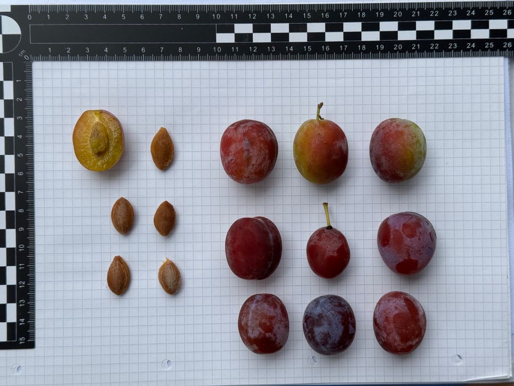 Some very colourful plums lying on gridded paper with cleaned stones and one fruit cutting in half.