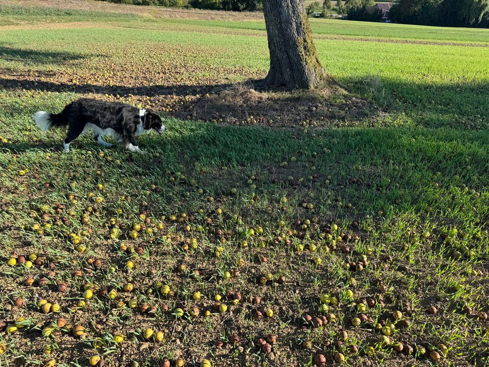 The ground under the first tree, completely covered with small yellow pears, some of which have already turned brown.