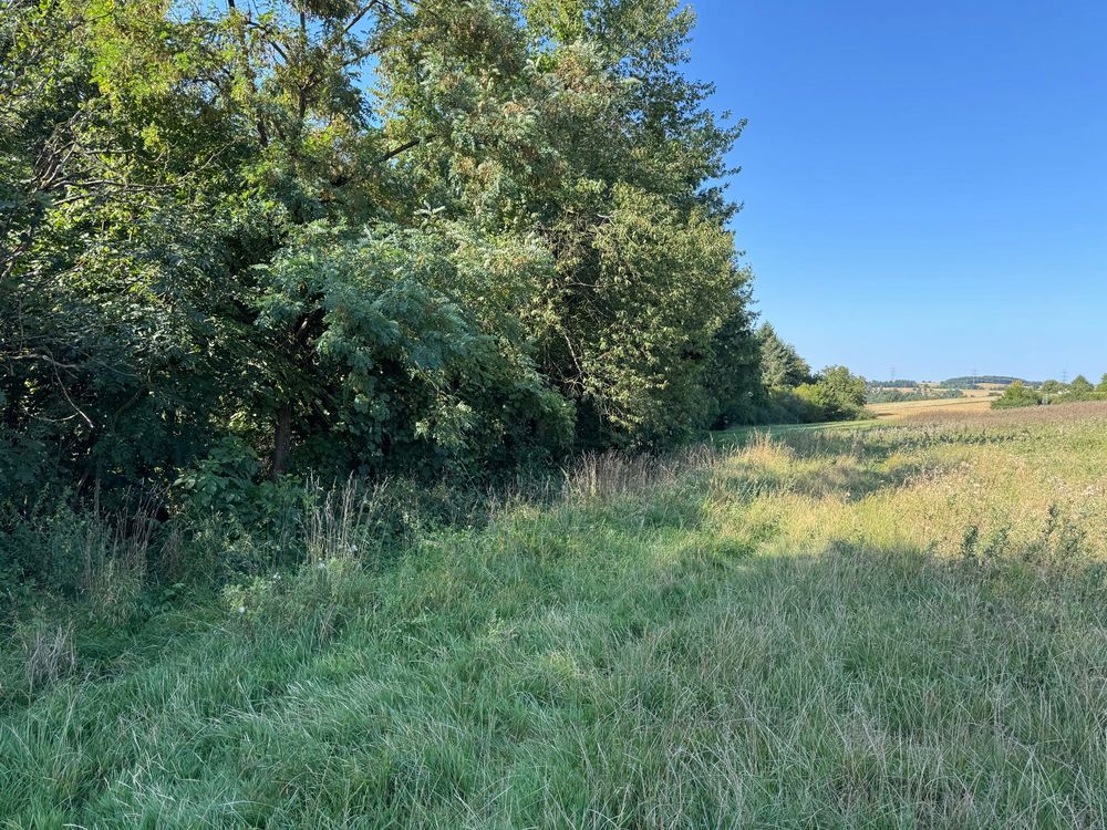 View across a scratchy looking meadow on the left of which is the edge of a wooded area