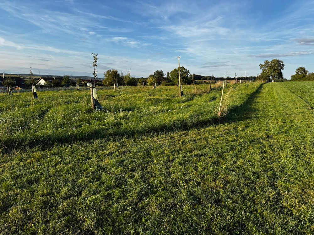 If you have a meadow Orchard nearly planted, and alongside a grassy trackway that has been freshly