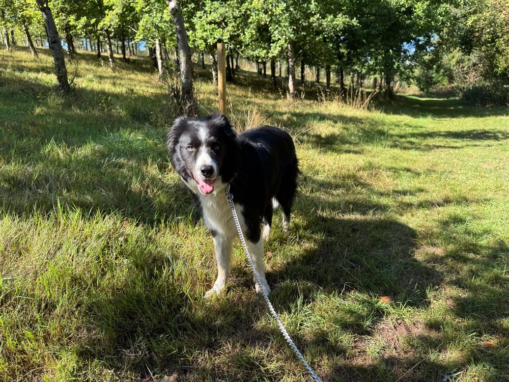 Norman the border collie. He’s a big boy.