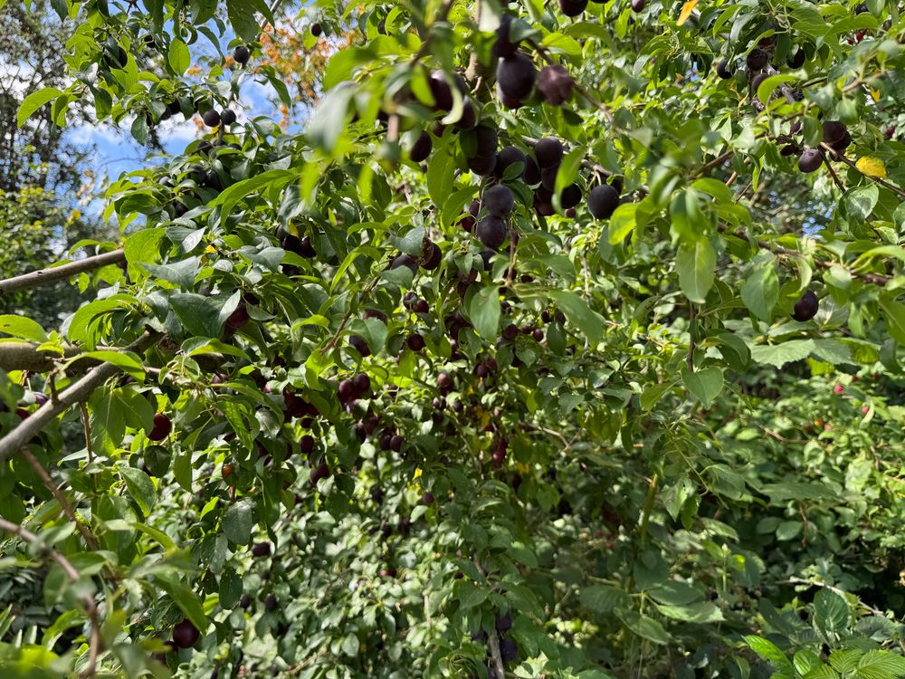 Super ripe, deep purple
Cherry plums 