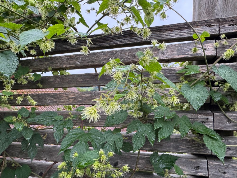 A close-up of the male flowers of the hop plant