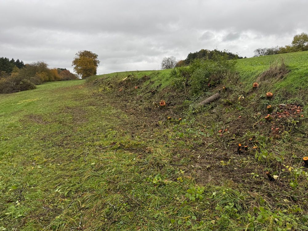 Another view of the former hedge, showing that it was also acting as a reinforcement for an earth in bank to prevent erosion. Tillage is at the top and a meadow below