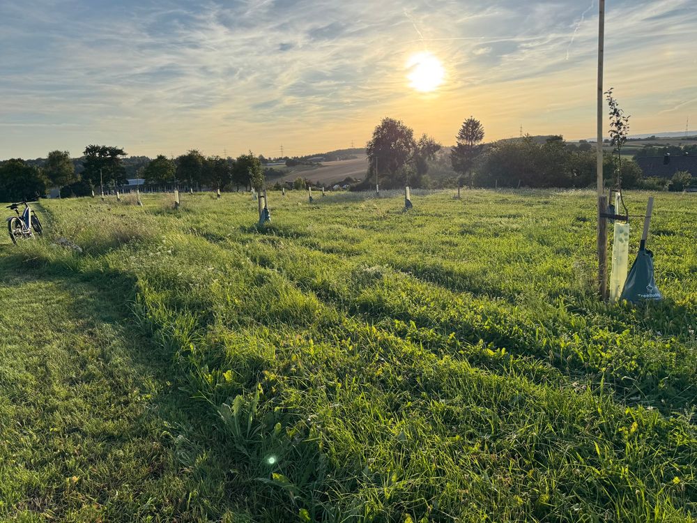 Another view of the meadow with the sun sitting behind it. It’s looking quite lush, although the variety of plants growing here is not great yet.