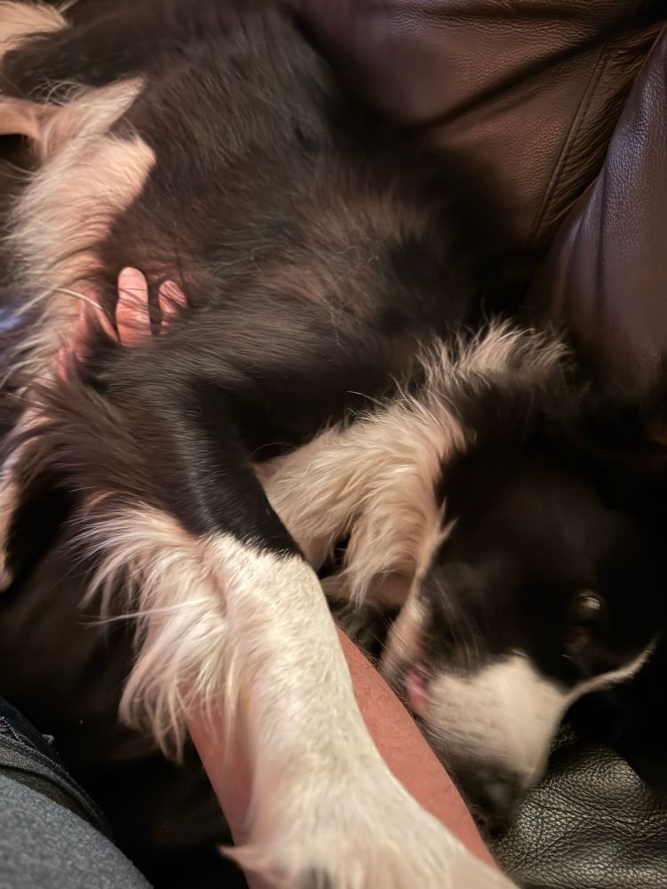 A border collie lying down, holding my arm with one paw while licking it leading to a blurred effect