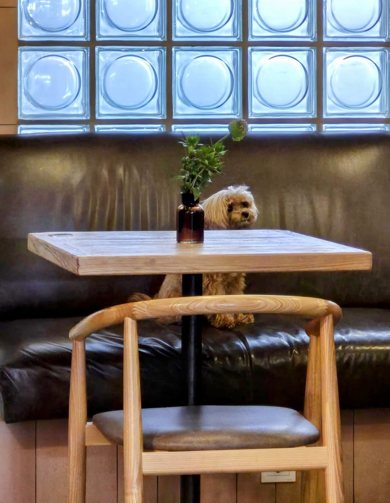 A tiny brown poodle sitting alone at a cafe table.