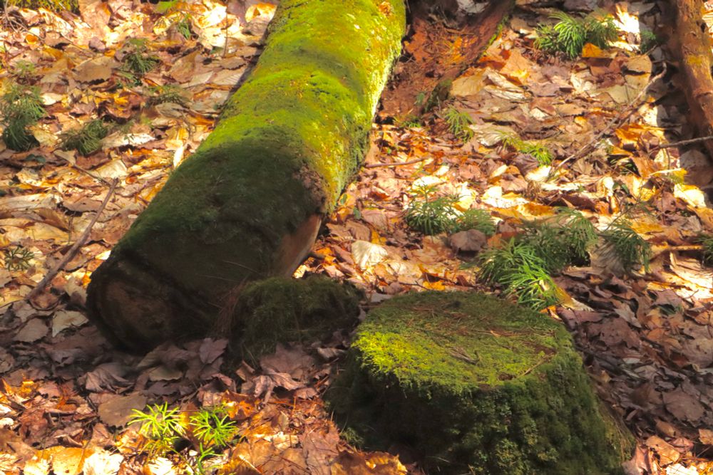 Fuzzy green moss on a stump and log, forest floor thick with fallen brown leaves