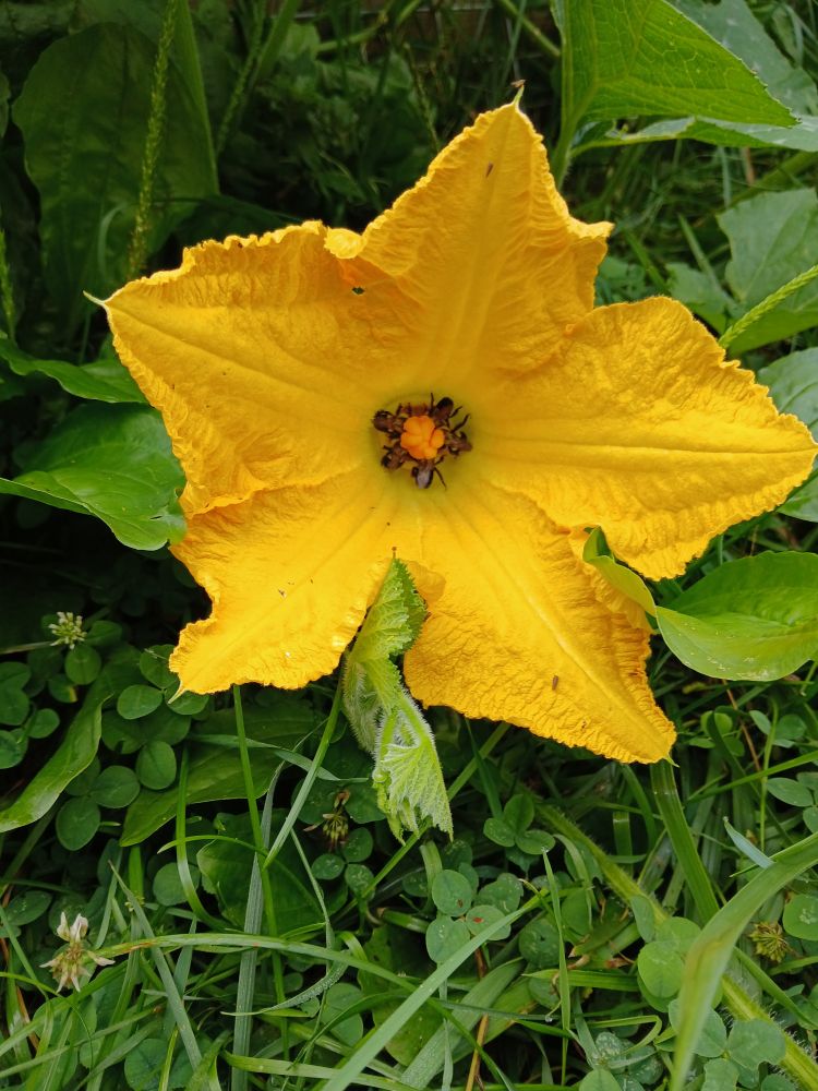 A bright yellow squash plant has 5 bees pollinating it at once, with their legs almost aligned with the five petals of the squash flower.  