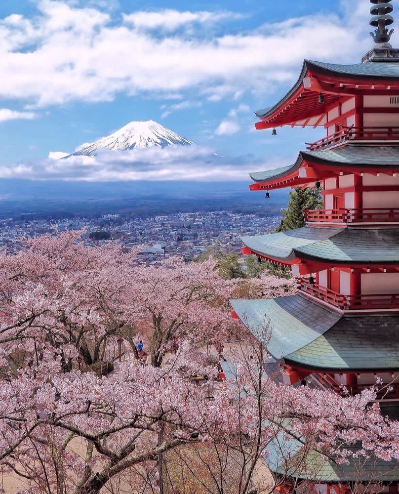 Blossoms in Japan