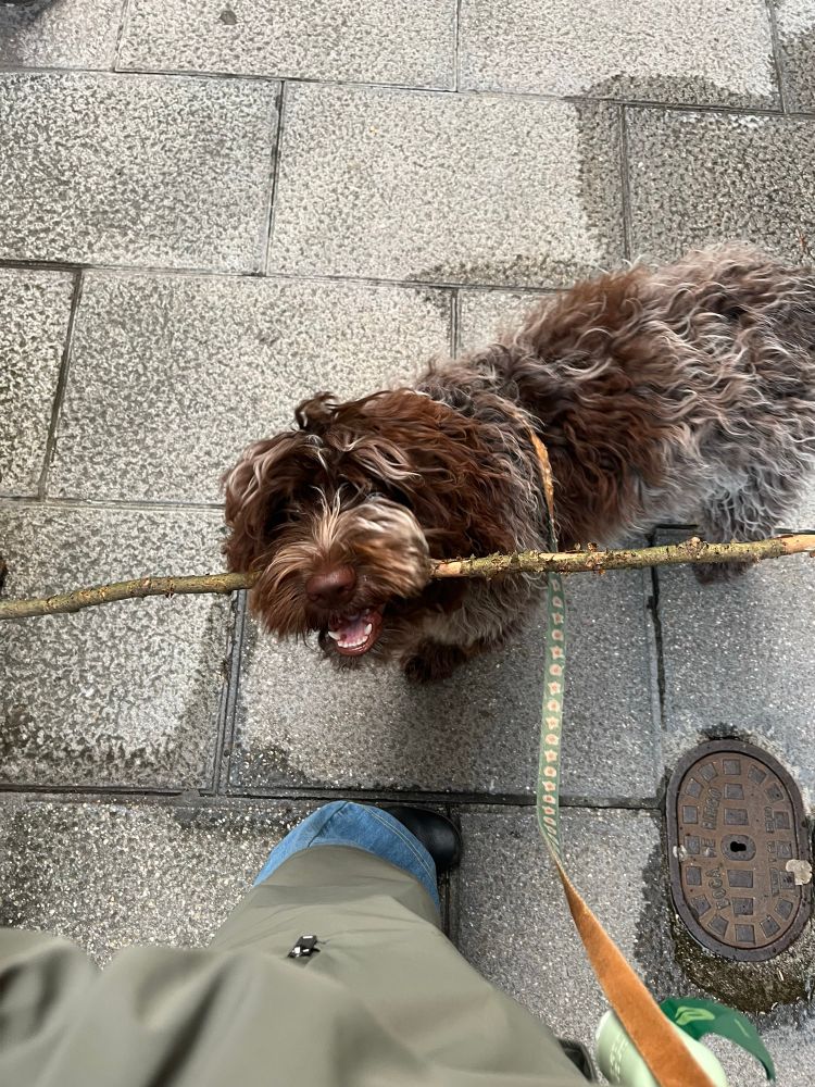 Merry, un perro de aguas italiano con el pelaje de varios colores, lleva un palo en la boca