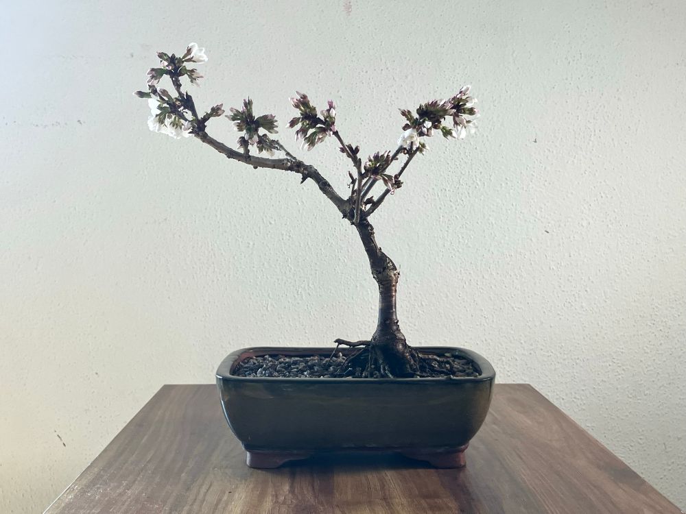 Bonsai auf einem braunen Tisch vor weißer Wand. Die Blüten öffnen sich.