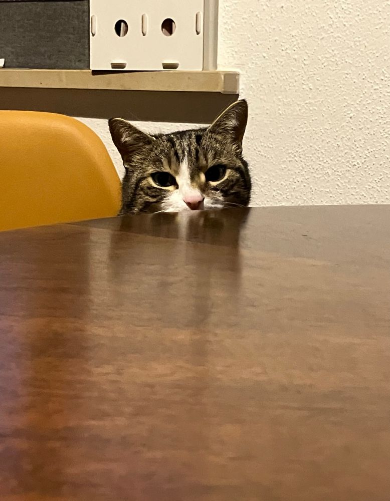 Eine graue Tigerkatze mit weißer Schnauze, die über eine Tischkante spickt.