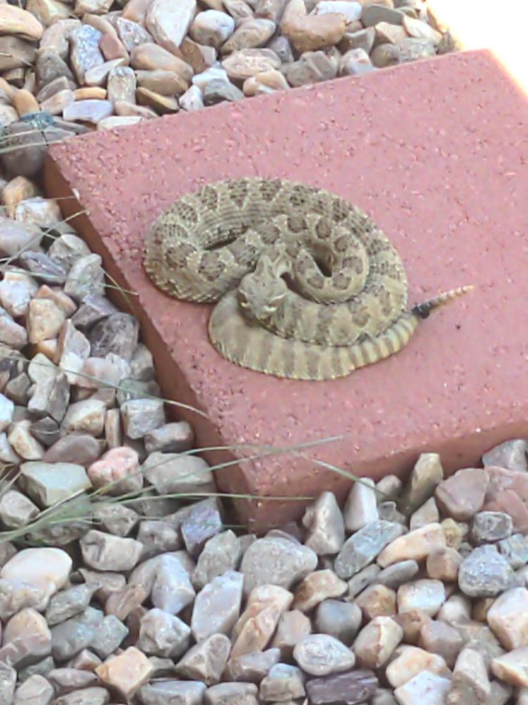 Rattlesnake curled up on a red flagstone.