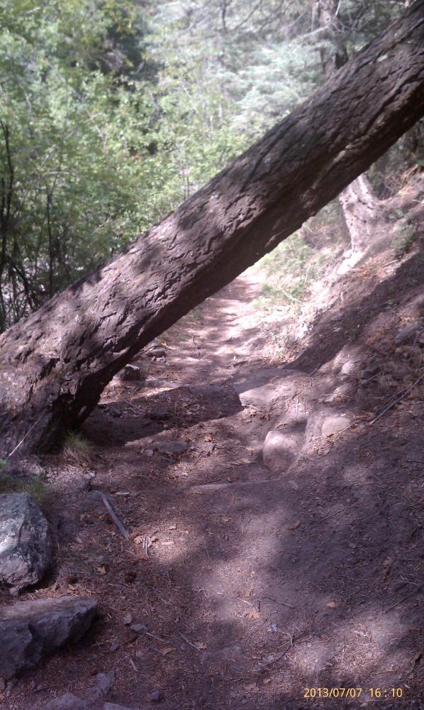Very large tree leaning from left to right over hiking trail causing low head room.
