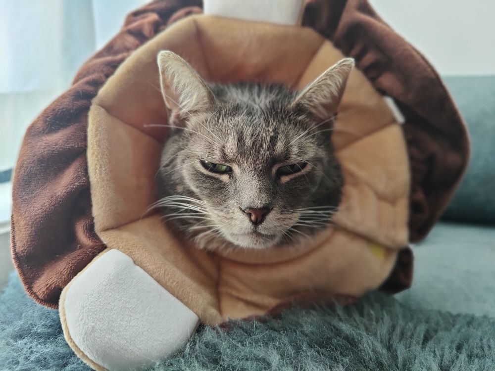 A very handsome silver tabby wearing a cone made to look like a lion's mane. 