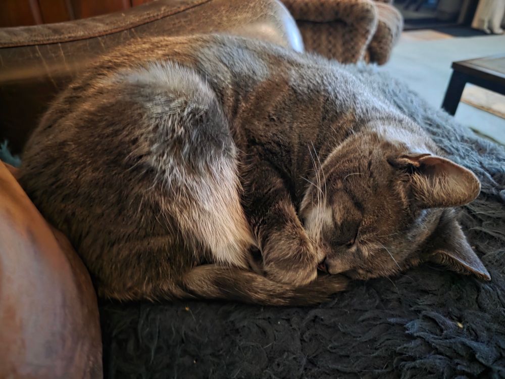 A very handsome silver tabby is curled up asleep on a sheepskin rug.  