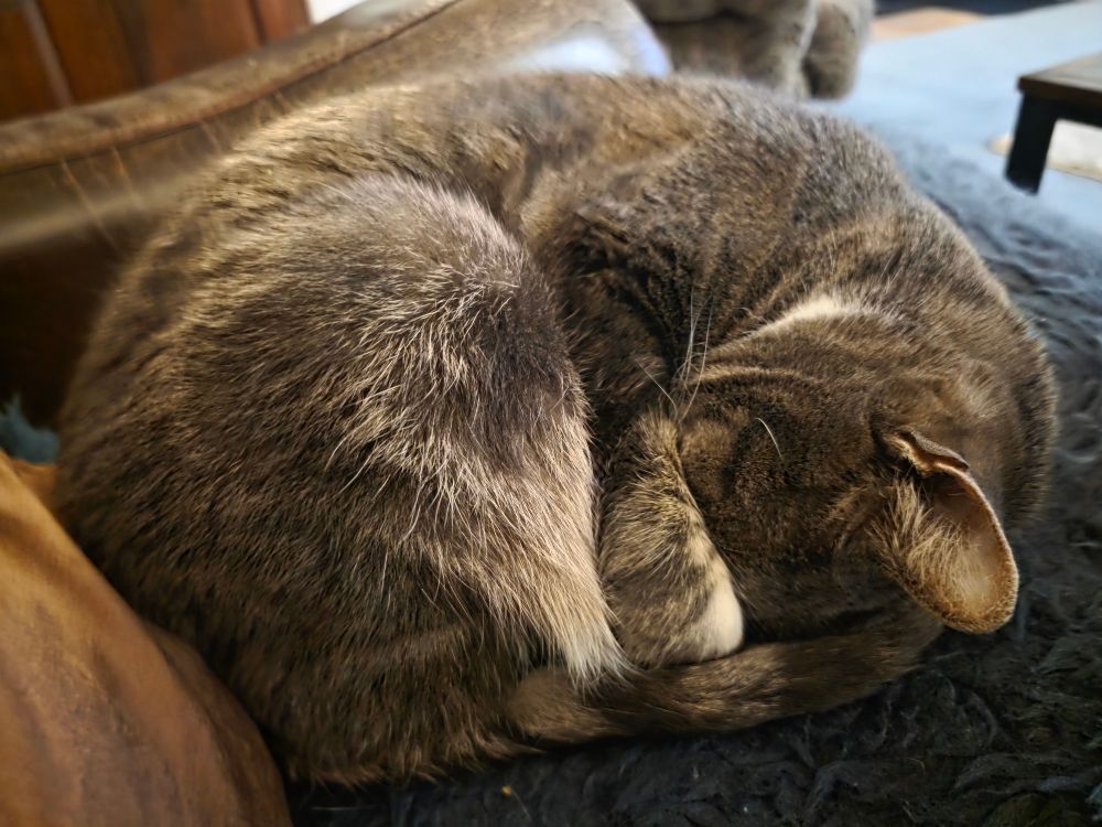 A very handsome silver tabby is curled up asleep on a sheepskin rug.  