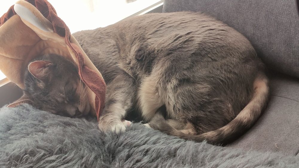 A very handsome silver tabby wearing a cone made to look like a lion's mane. 