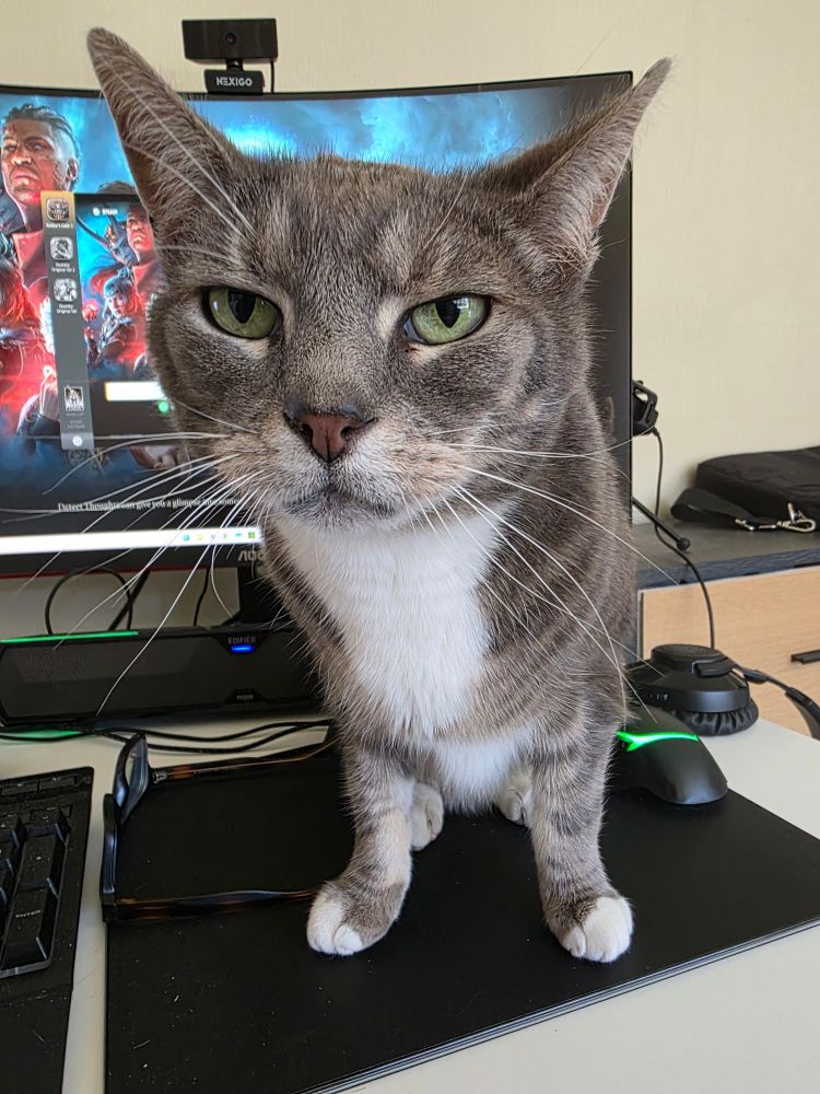 A very handsome silver tabby sits on a mousepad in front of a computer monitor with Baldur's Gate 3 displaying on it. The cat looks annoyed and demanding. 