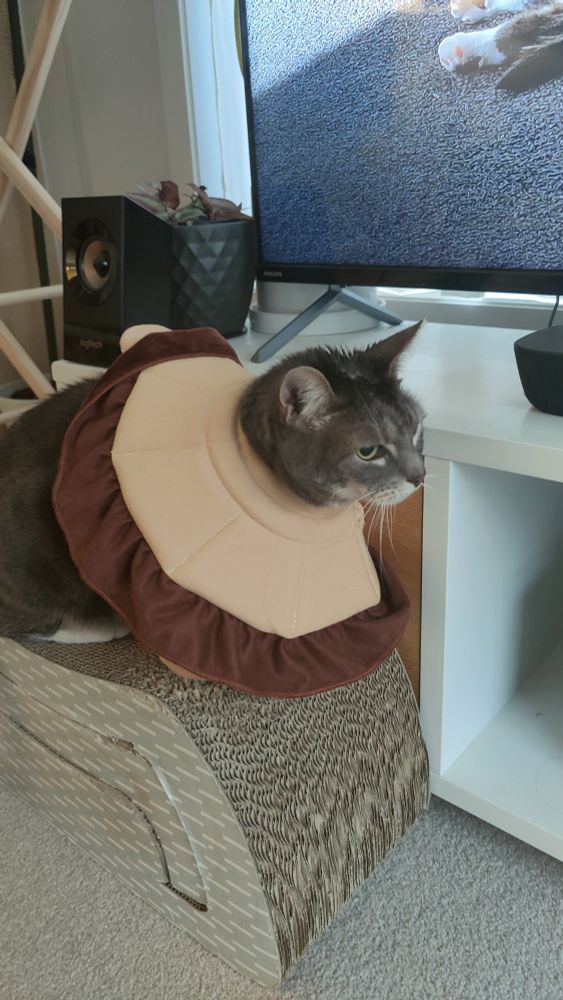 A very handsome silver tabby wearing a cone made to look like a lion's mane. 