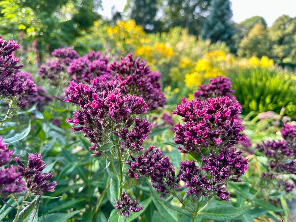 Lila-blühende Staude