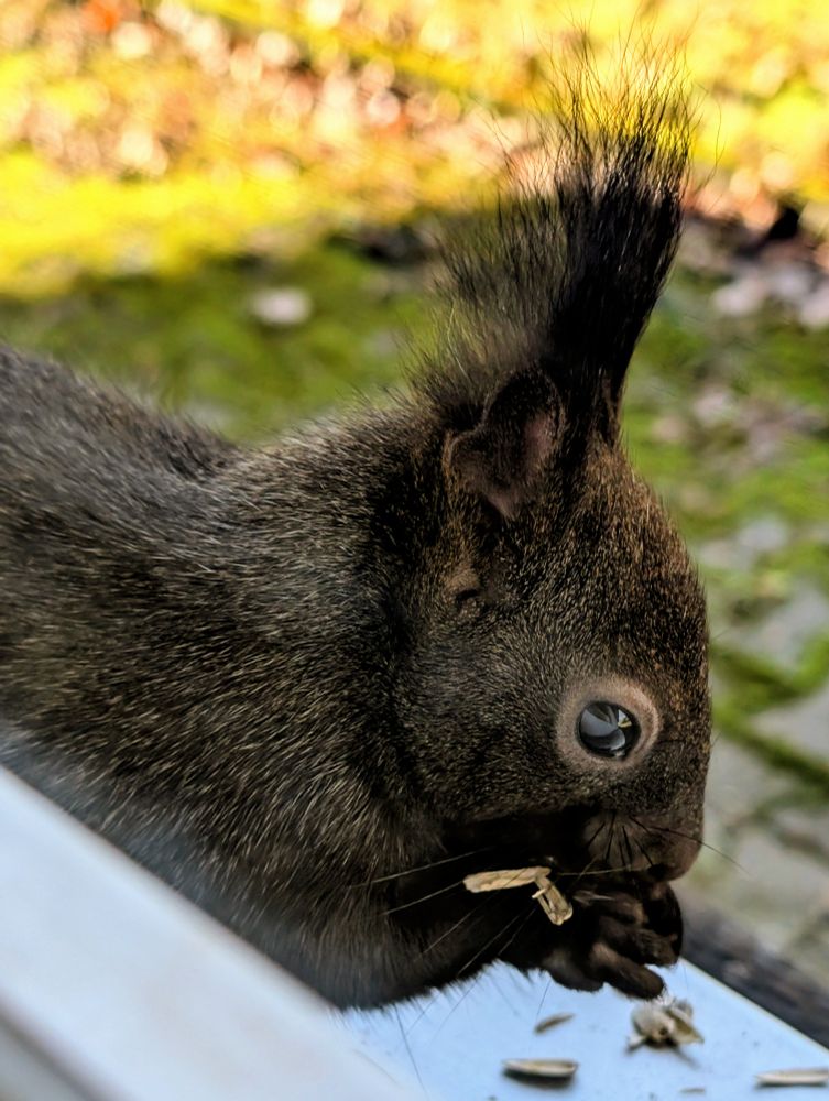 Ein dunkles, fast schwarzbraunes Eichhörnchen ist im Vordergrund zu sehen. Es sitzt nahe an einer hellen Kante und hält mit den Vorderpfoten kleine Stückchen Futter, vermutlich Kerne oder Schalenreste, die auch auf der Unterlage verteilt liegen. Das Gesicht des Tieres ist klar erkennbar, ebenso das glänzende Auge und die markanten, langen Ohrpinsel, die deutlich nach oben stehen. Der Hintergrund ist unscharf und zeigt moosbedeckten Boden und herbstliche Farben, wodurch das Tier selbst stark im Fokus steht.