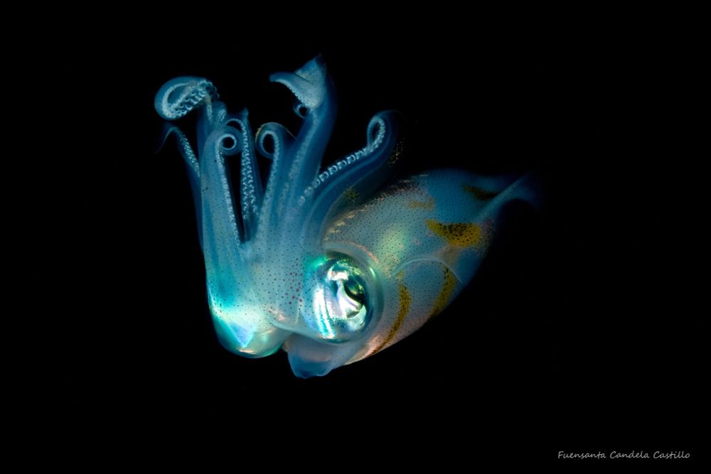 A reef squid swimming against a black background