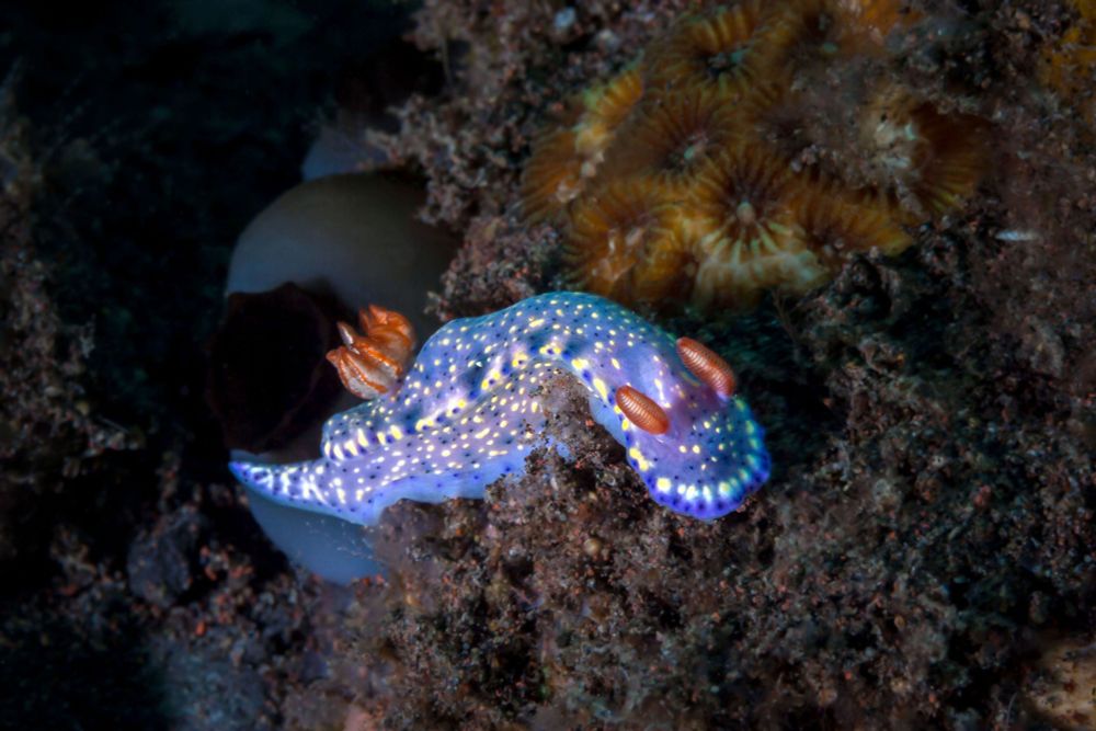A nudibranch or sea slug moving across a dark seabed, with some star corals in the background. The nudi is purplish blue with reddish rhinophores and gill tips, and speckles of white, yellow and darker blue distributed all over its body.