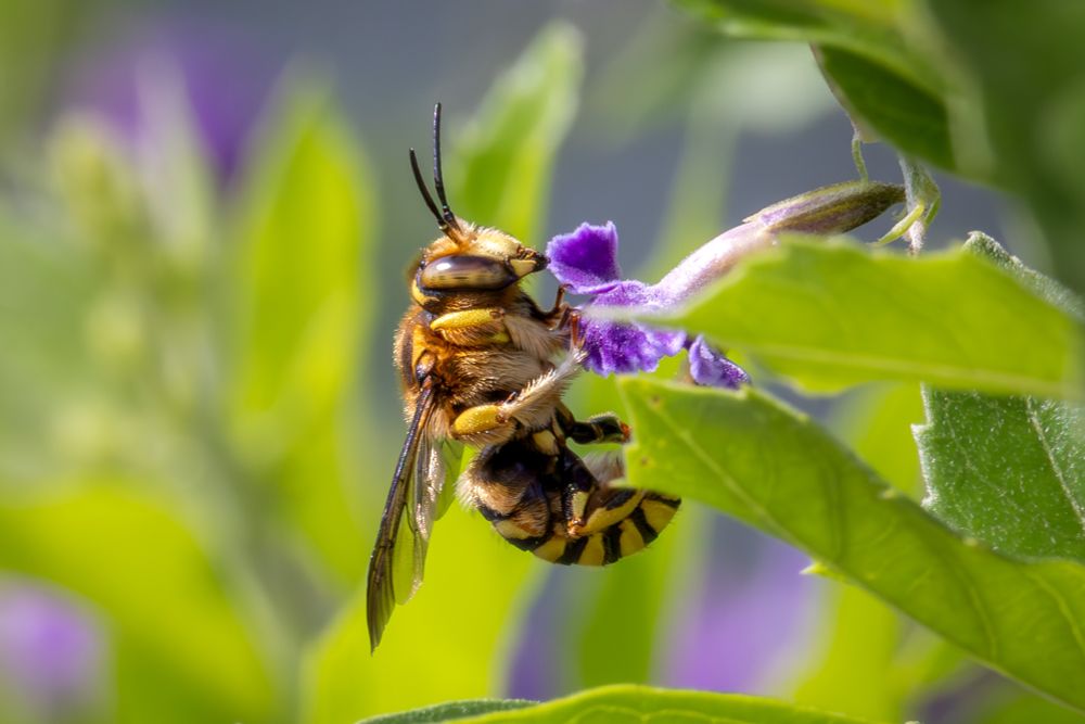 a yellow and black bee is libating on a purple Duranta flower. Closeup with the bee in a vertical position hanging from the flower, against a background of green leaves.