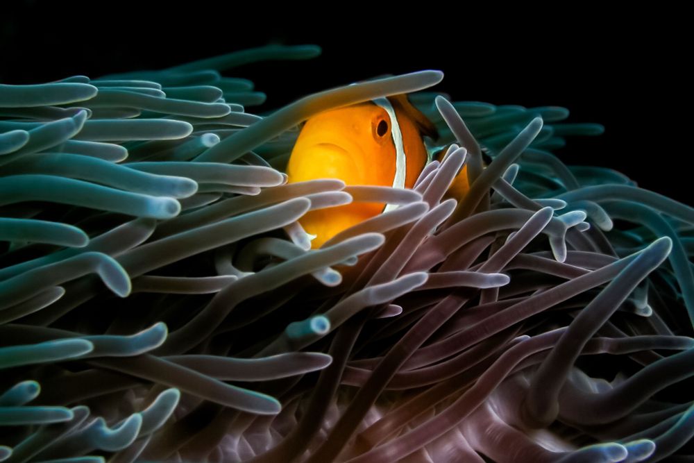 An orange anemonefish half-hiding among the tentacles of its host dark green and brown anemone, looks at the camera, checking it out. All against a black background.