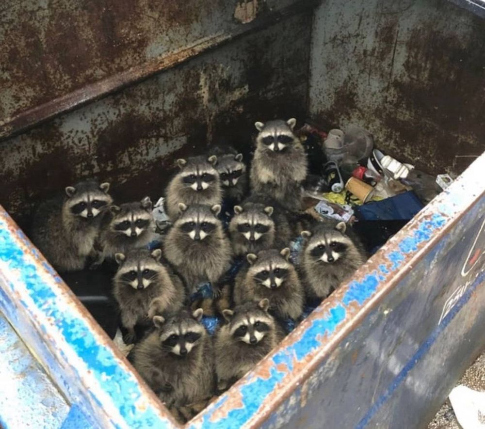 a picture of 12 raccoons sitting in a large blue dumpster