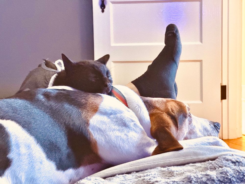 A black cat sleeps on top of a tricolor hound. 