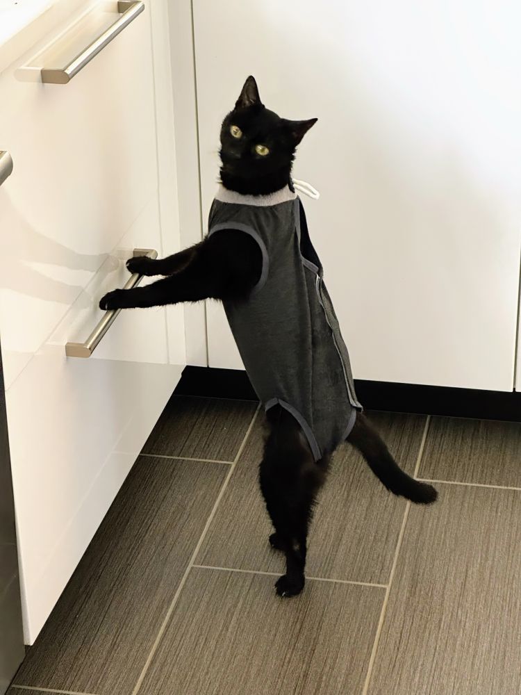 A dashing black cat standing on his back feet with his front legs propped up on a drawer handle. 