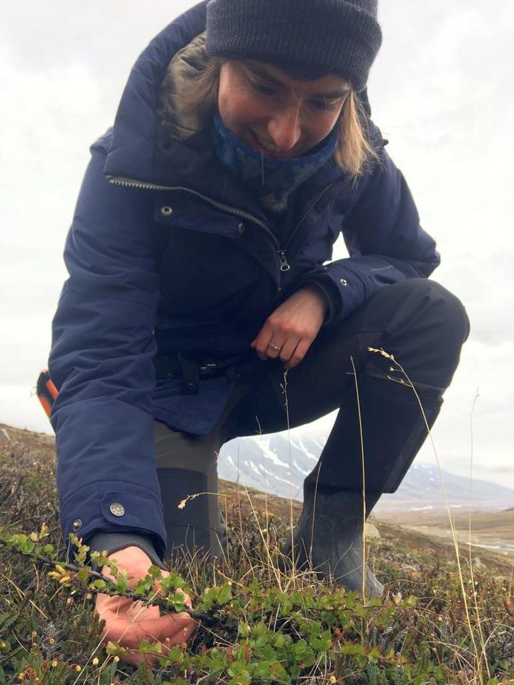 Scientist examining a dwarf birch shrub in an Arctic landscape