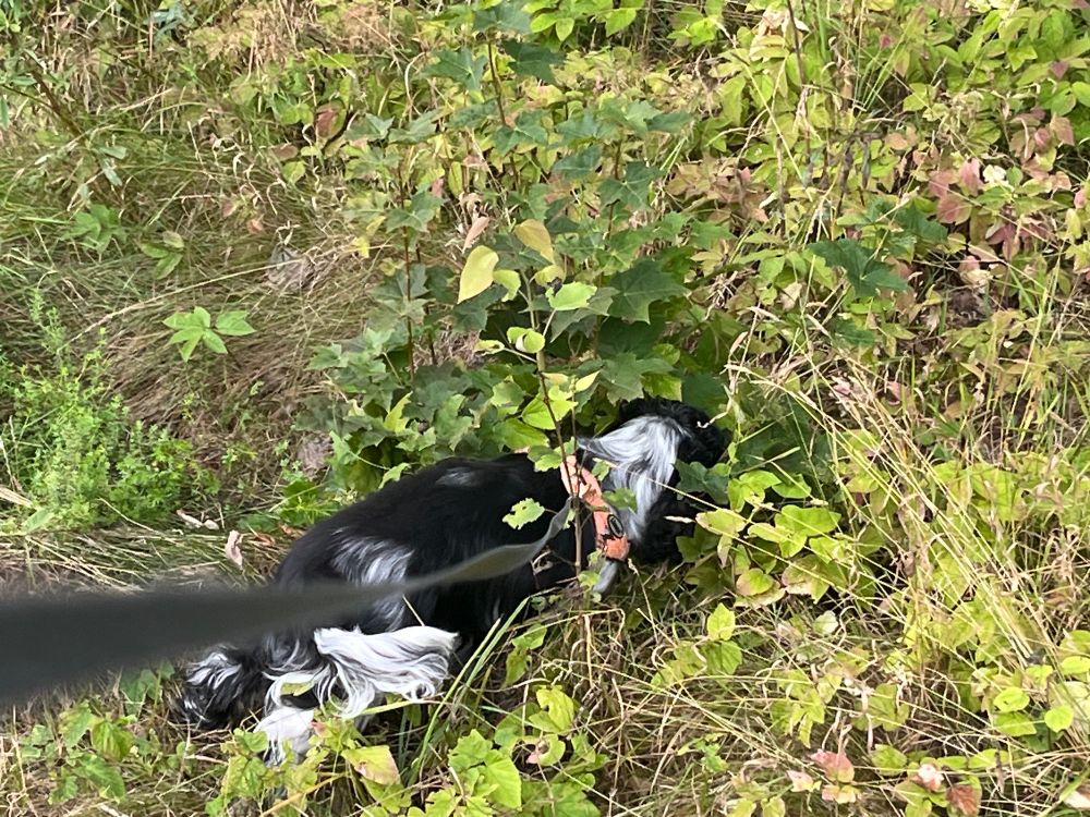 Svart o vit cockerspaniel som nosar i buskarna