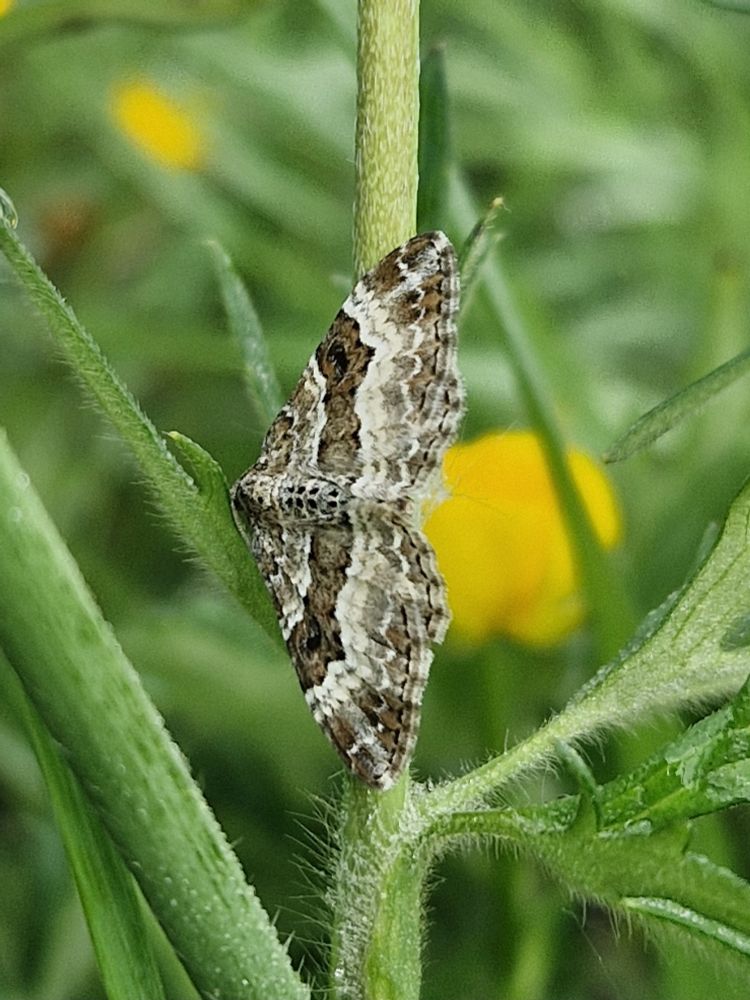 A Common Carpet (Epirrhoe alternata) resting amongst Buttercups and surrounded by dozens of warblers all looking for little moths!