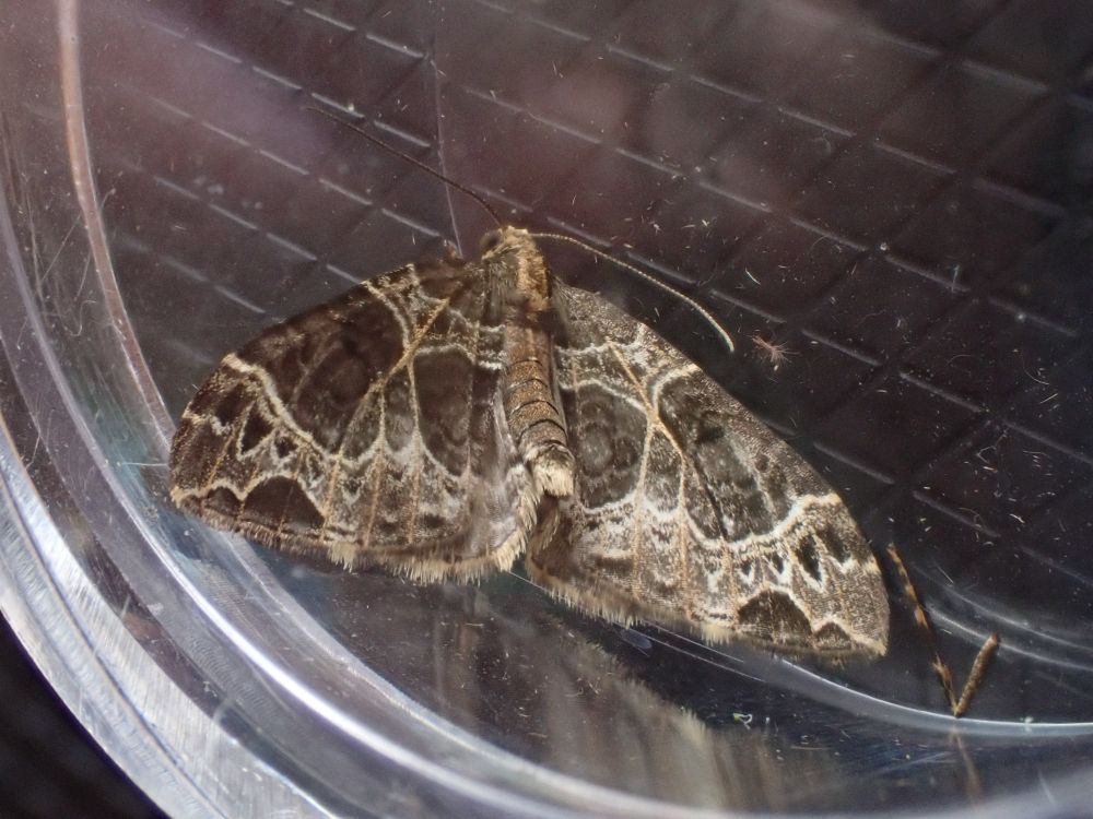 Small Phoenix (Ecliptopera silaceata) I lost this one twice whilst trying to take a photo & then ended up having to resort to a pot shot!