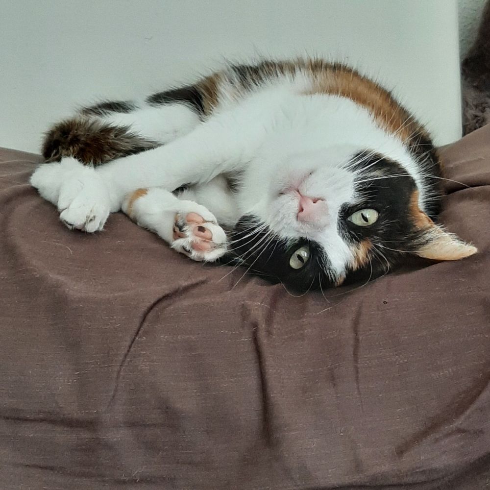 a photo of an adult calico cat laying on a pillow. she's curled up in a ball, with her toe beans showing, and her head is turned upside-down.
