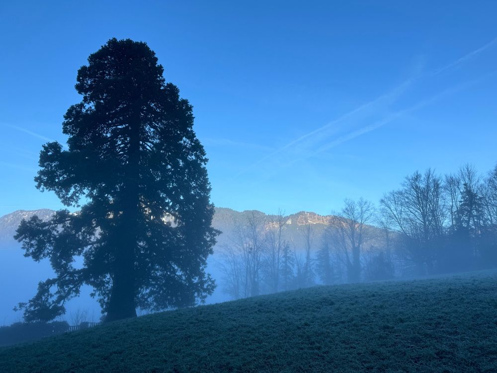 A huge conifer on the left. Blue sky above.