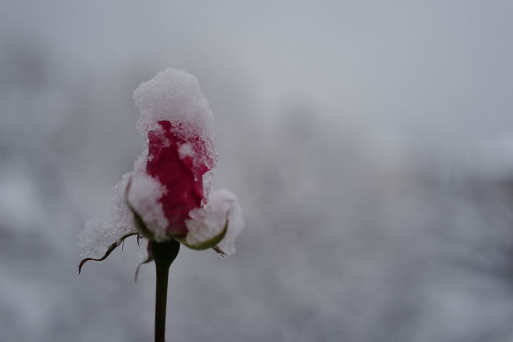 A pink coloured rose covered in snow on greyish white background. 