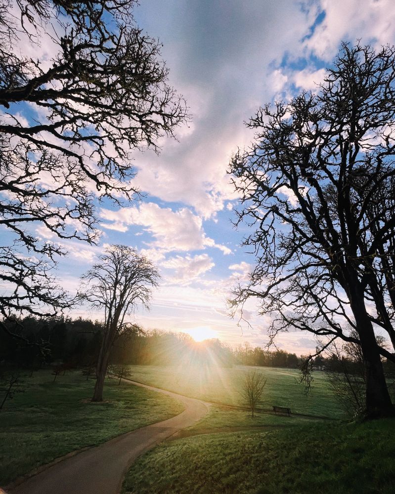 View towards the sunrise through the trees, with some lens glare