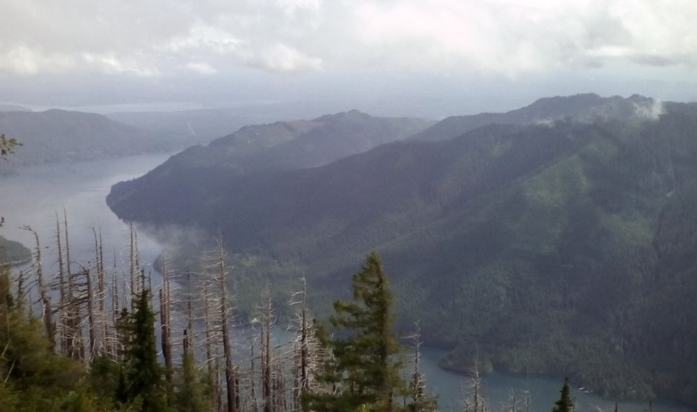 The view from the top of Mt Rose. Hood canal can be seen on the left side of the picture curving between two mountainous landmasses, both covered in trees. There's a bit of sunlight, but clouds cast their shadows on the slope.  Burt tops of trees can be seen in the left foreground, with a couple of green conifer saplings among them.