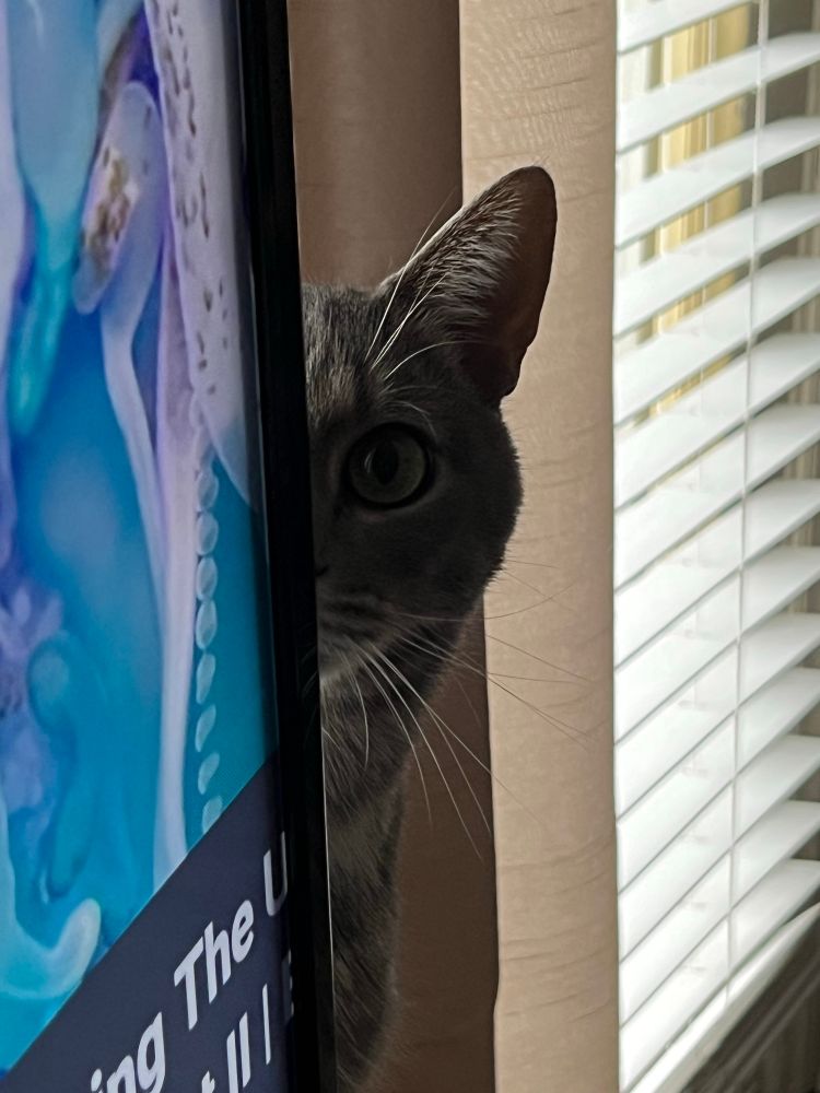 A grey tabby cat peering behind a TV. Only half of the cats face is showing. 