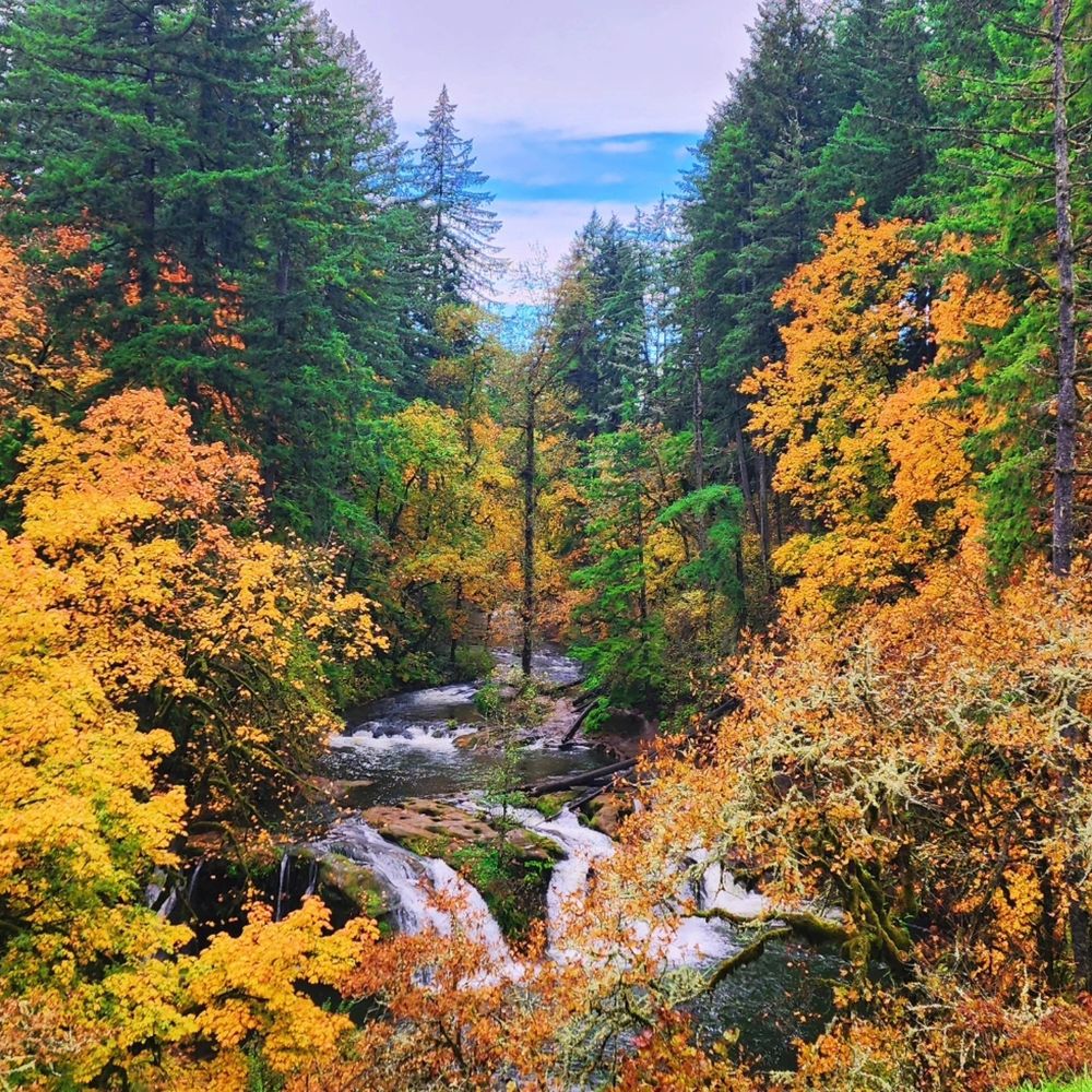 A river running through a golden forest in the PNW
