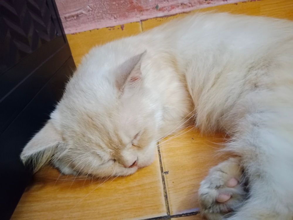 Nama nya sera😽💓